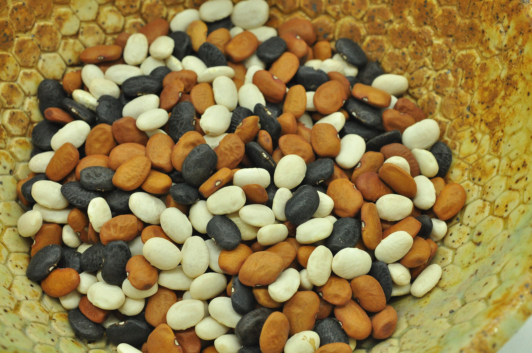 SeedUp_Bean-Tepary-l.jpg